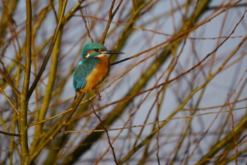 Climate change setback for our Kingfishers